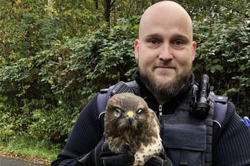 Rettung auf der Autobahn: Polizei nimmt Greifvogel in "Schutzgewahrsam"