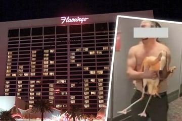 Erst Krebs-Diagnose, dann Vollsuff: Tourist trinkt "30 bis 40 Bier" und entführt Flamingo aus berühmtem Hotel