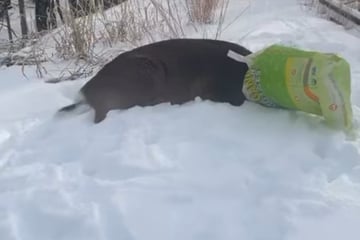 Polizei jagt maskierten Verdächtigen, doch der Einsatz endet anders als gedacht