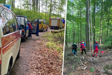 Rettungseinsatz im Wald: Bruchpilot aus Baumkrone befreit