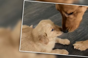 Golden Retriever trifft erstmals auf Welpen: Seine Reaktion lässt Herzen schmelzen