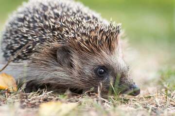 Warum Igel in Deinem Garten mehr Gutes tun, als Du denkst