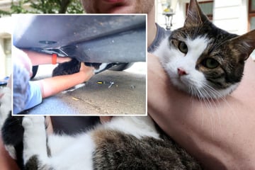 Chemnitz: Tierische Rettungsaktion in Chemnitz