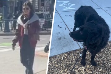 Dog's bittersweet reaction to seeing long-lost human touches hearts on TikTok