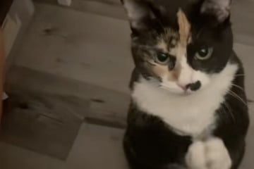 Drama queen cat pulls out all the stops to beg for dinner after it comes one minute late