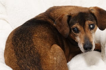 Hunde-Opa Gusti trotzt schwerem Schicksal! Wann darf er endlich auch dauerhaft glücklich sein?