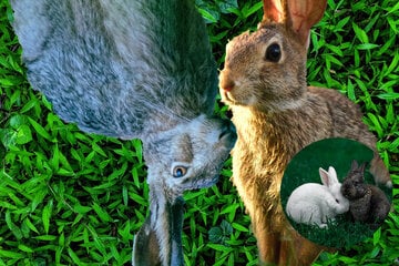 Hare vs. rabbit: What is the difference between a rabbit and a hare?