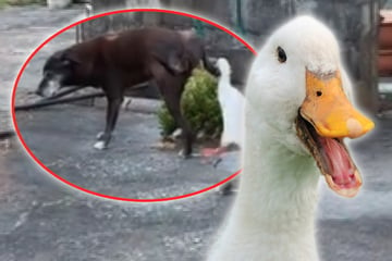 Ente ärgert Hund beim Pinkeln: Witziges Video sorgt für Lacher!