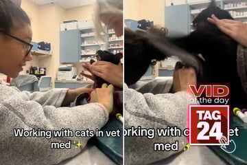 Viral Video of the Day for August 19, 2025: Cat goes full attack mode during vet visit