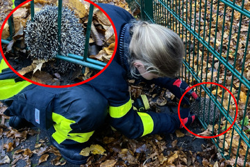 Frankfurt: Igel sorgt für tierischen Notfall-Einsatz der Frankfurter Feuerwehr