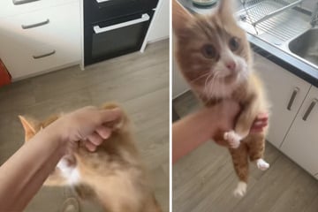 Katze wartet ungeduldig auf Frühstück: Was sie dann macht, lässt Lachtränen fließen