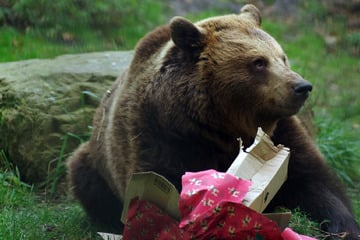 Bescherung im Schlossgraben: Hier feiert Familie Petz bärige Weihnachten