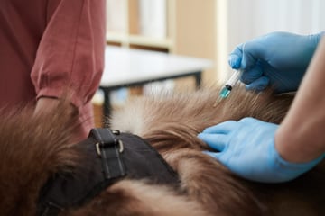 Gerichtsurteil: Kein Schmerzensgeld für Tierärztin nach Unfall mit sterbendem Pony