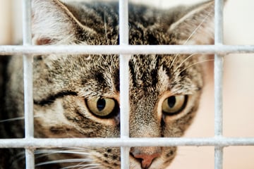 Katzen-Hasser im Landkreis Donau-Ries unterwegs: Tierärztin bemerkt grauenvolles Muster