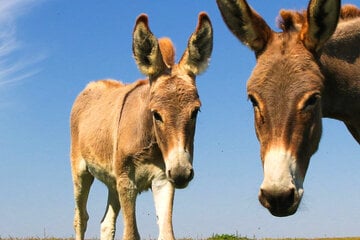 Esel und Pony auf der Straße: Polizei stoppt tierische Ausreißer