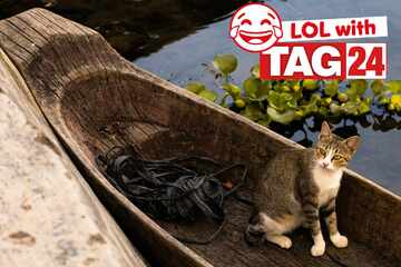 Joke of the Night for July 26, 2025: The best cat funny to close out Caturday