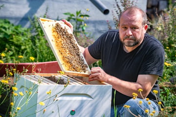 Dresden: Imker bitten um Hitzehilfe für ihre Bienen
