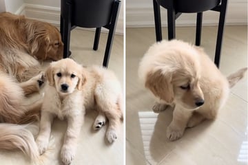 Puppy is desperate to cuddle with big sister – then her little heart breaks