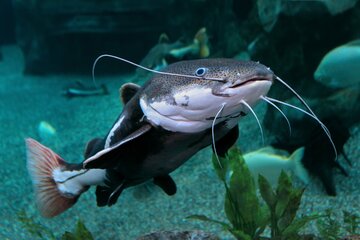 Fish Attack: Kid gets stabbed in the chest by catfish!