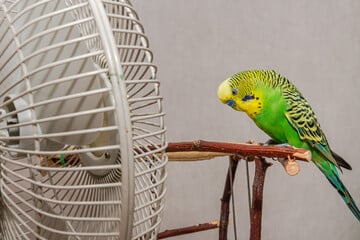 Damit er nicht unter der Sommerhitze leidet: Wellensittich richtig abkühlen