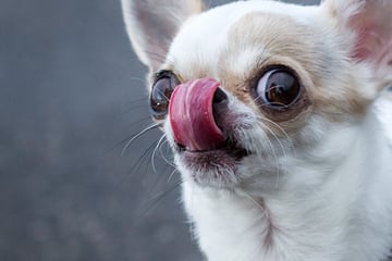 Kurzer Prozess nach eskaliertem Streit um Internetkauf von Chihuahua