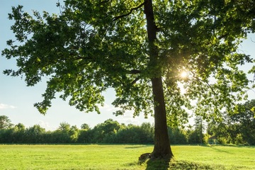 Parks und Grünanlagen in Dresden: Entdecke die grüne Seite der Stadt