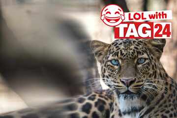 Joke of the Day for October 5, 2025: An animal joke for Sunday Funday