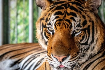 Katastrophe im Tierpark: Mehr als 70 Tiger durch Virus verendet