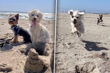 Frauchen will süßes Strandvideo mit Hunden drehen: Was dann passiert, lässt kein Auge trocken