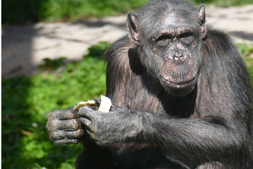 Große Trauer um Schimpansendame "wilde Hilde" im Heidelberger Zoo: "Werden sie sehr vermissen"