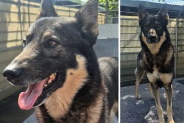 Wegen Überforderung abgegeben: Darum benötigt Sam Menschen mit Hunde-Erfahrung