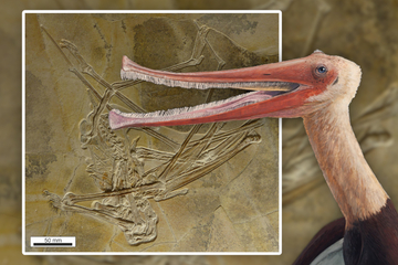 Urzeit-Sensation! Neuer Flugsaurier mit Hunderten Zähnen entdeckt