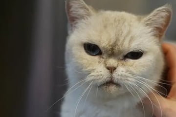 Sie will nicht im Tierheim sterben: Gibt es ein Happy End für Katze Uhu?