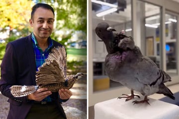 Researchers create "zombie" bird drones – can you tell the difference?