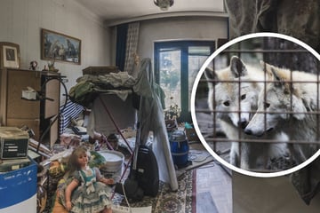 Eine Frau, mehr als 40 Hunde: Seniorin lebt mit Wolfshybriden in unmenschlichen Zuständen
