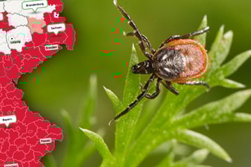 Die kleinen Biester werden immer bissiger: Plötzlich viele Borreliose-Fälle in Sachsen