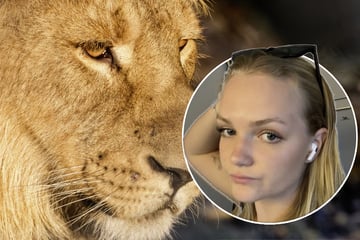 "Bis(s) zu den Halswirbeln": Löwe fällt über Reiterin her und beißt ihr ins Genick