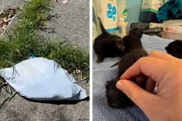Kittens were left for dead inside plastic trash bag during a heat wave – is it already too late?