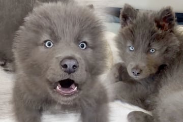 Wolf als Vater, Hund als Mutter: So mystisch sieht der Hybrid mit neun Monaten aus!