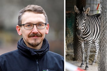 Dresdner Zoo schließt seine Tiere über Silvesternacht weg