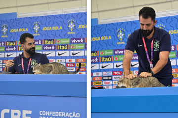 Katze kommt zur WM-Presse-Konferenz, dann fliegt sie vom Tisch!