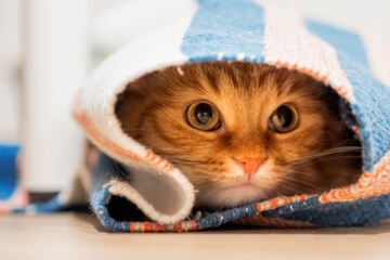 Do cats get mad at their owners? We reveal why kitties sulk!
