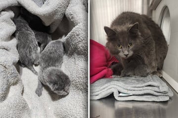 Cat leaves pile of newborn kittens in the oddest place: "I look up, and I see a little head peek up!"