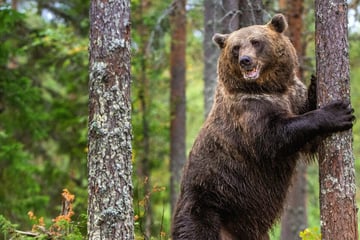 Größter Bär der Welt: Wer belegt Platz eins unter den Riesen der Wildnis?