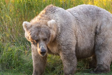 Fat Bear Week 2025: Voting opens as eating contest roars to life!