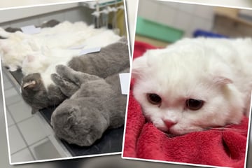 "Gleich geht es an ihre Bällchen": Tierheim kastriert zwölf Kater auf einen Streich