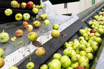Start der Kelter-Saison: So wird der neue Apfelwein