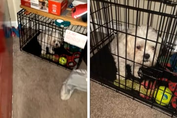 Frau kommt nach Hause und findet ihren Hund plötzlich in einem Käfig vor