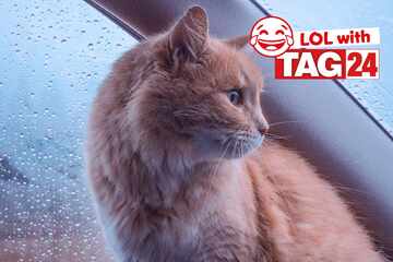 Joke of the Day for September 20, 2025: A cat joke to chuckle on Caturday!