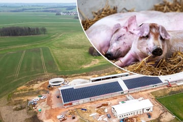 Um Tieren lange Transporte zu ersparen: Erste Genossenschaft in Sachsen baut eigenen Schlachthof